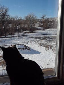 The cats enjoy the southern view from my new home office. This is about the same view we’ll enjoy from the Gatehouse when it is built.