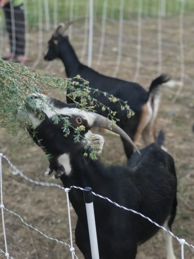 Goats at Geos